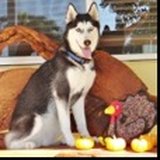 Koda